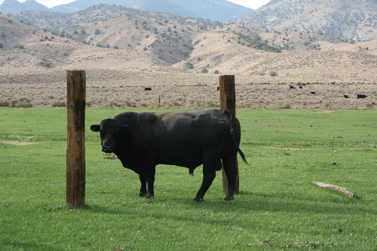 A bull on grass in the valley