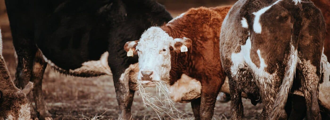 Cattle in the Arizona sun, at Arizona Grass Raised Beef