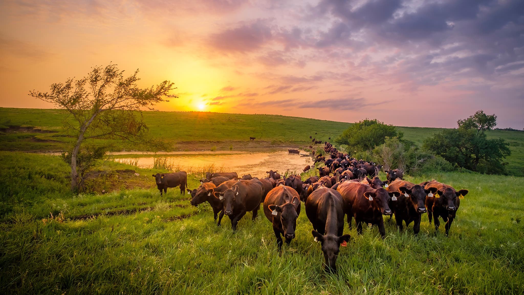 A herd walking up from the pond at sunset on green summer pasture