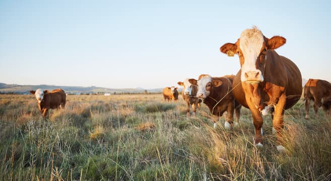 Hereford cattle standing in tall pasture grass in the evening light