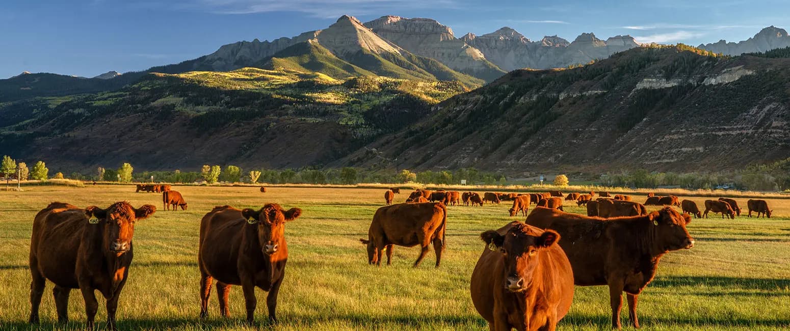 Red cattle grazing an irrigated valley pasture below a mountain range at sunrise