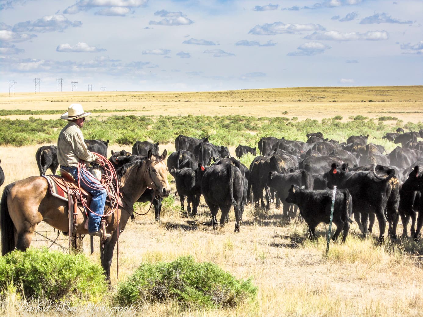 A rancher horseback holding a herd of black cattle on open prairie