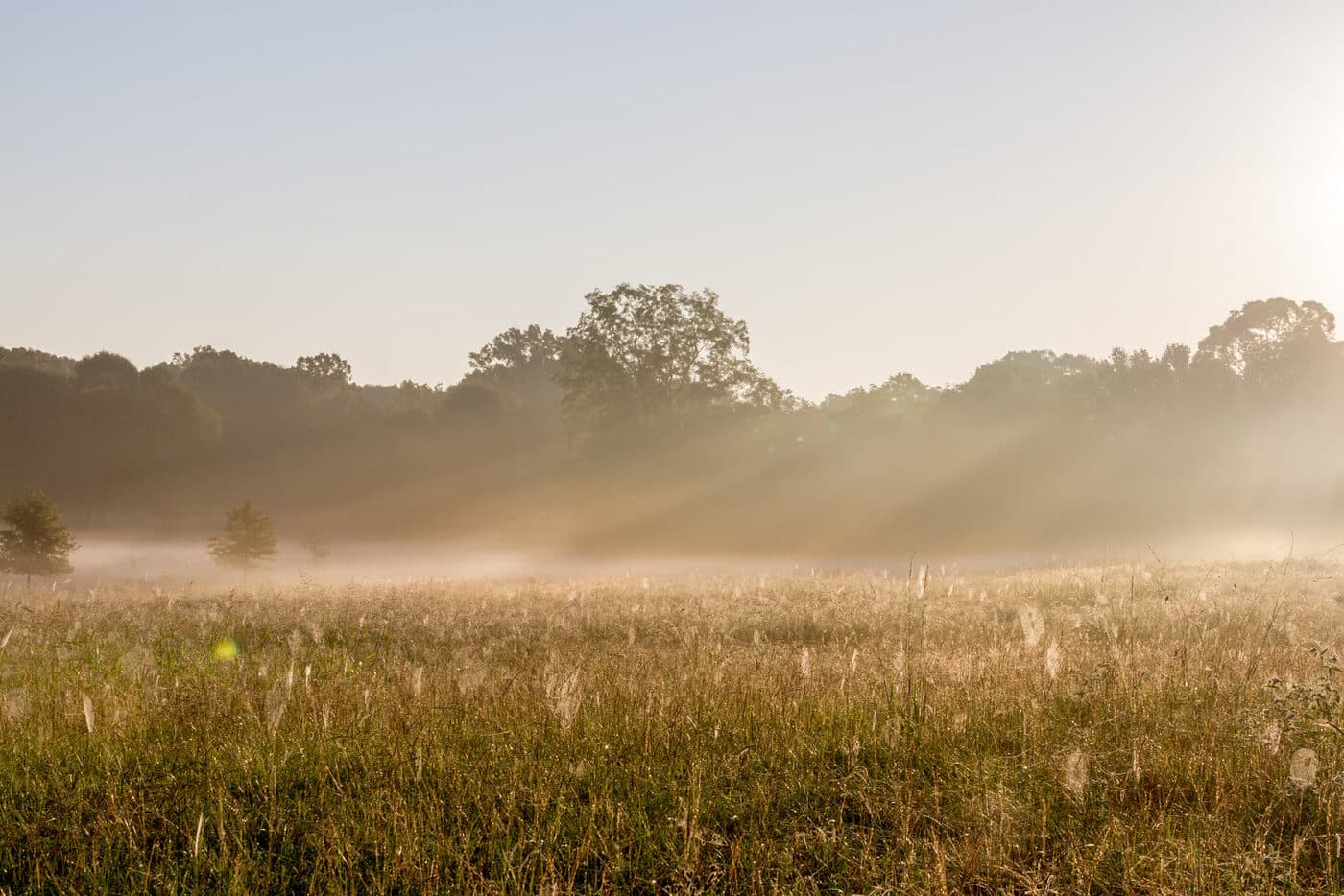 Pasture at first light, at Field to Fork Farms