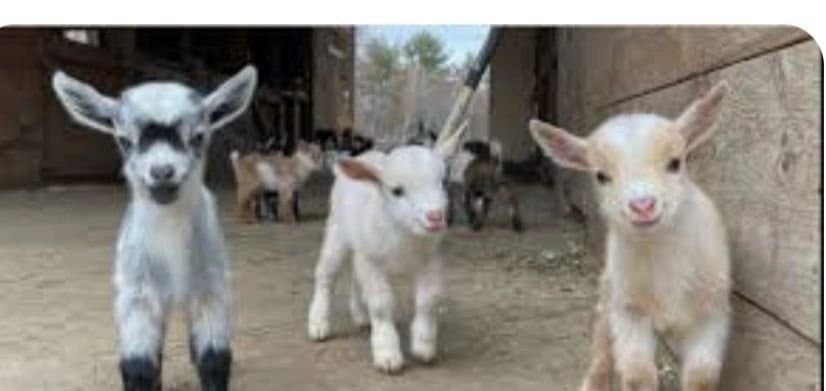 Young goat kids at Freedom Acres Ranch