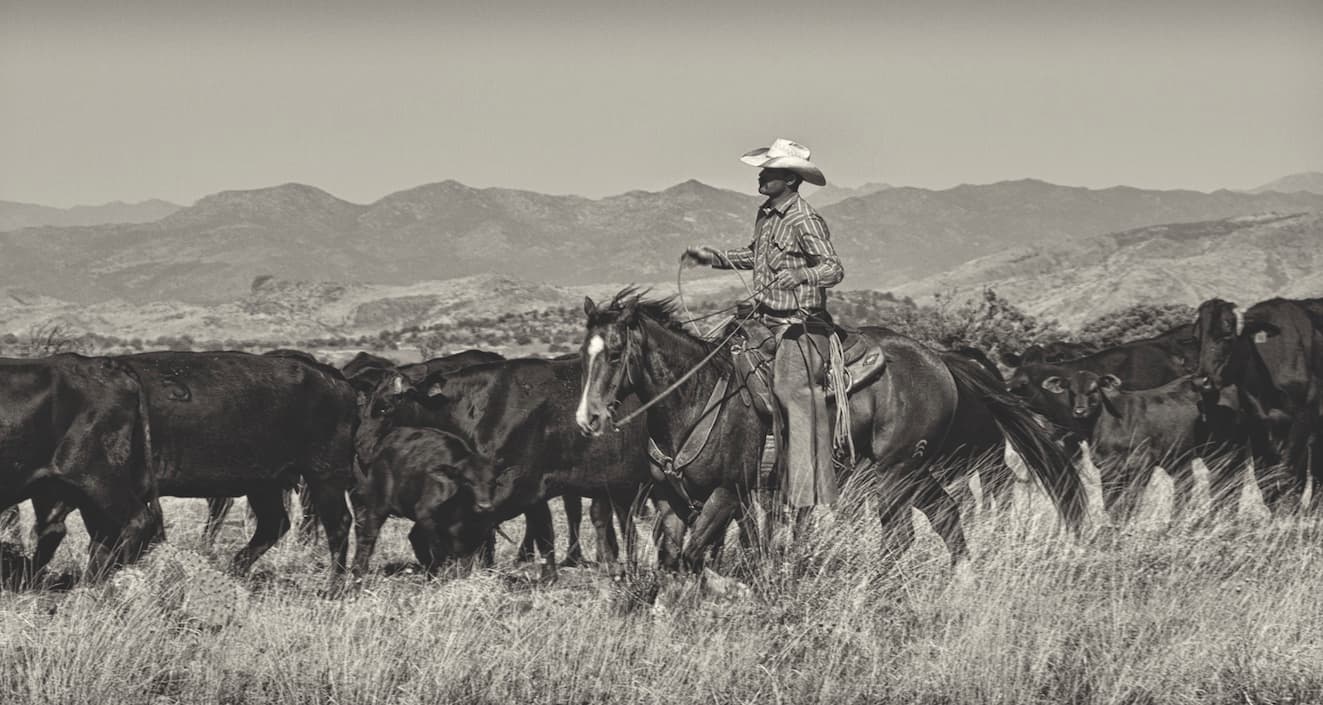 A rancher horseback moving his herd across open range below the mountains
