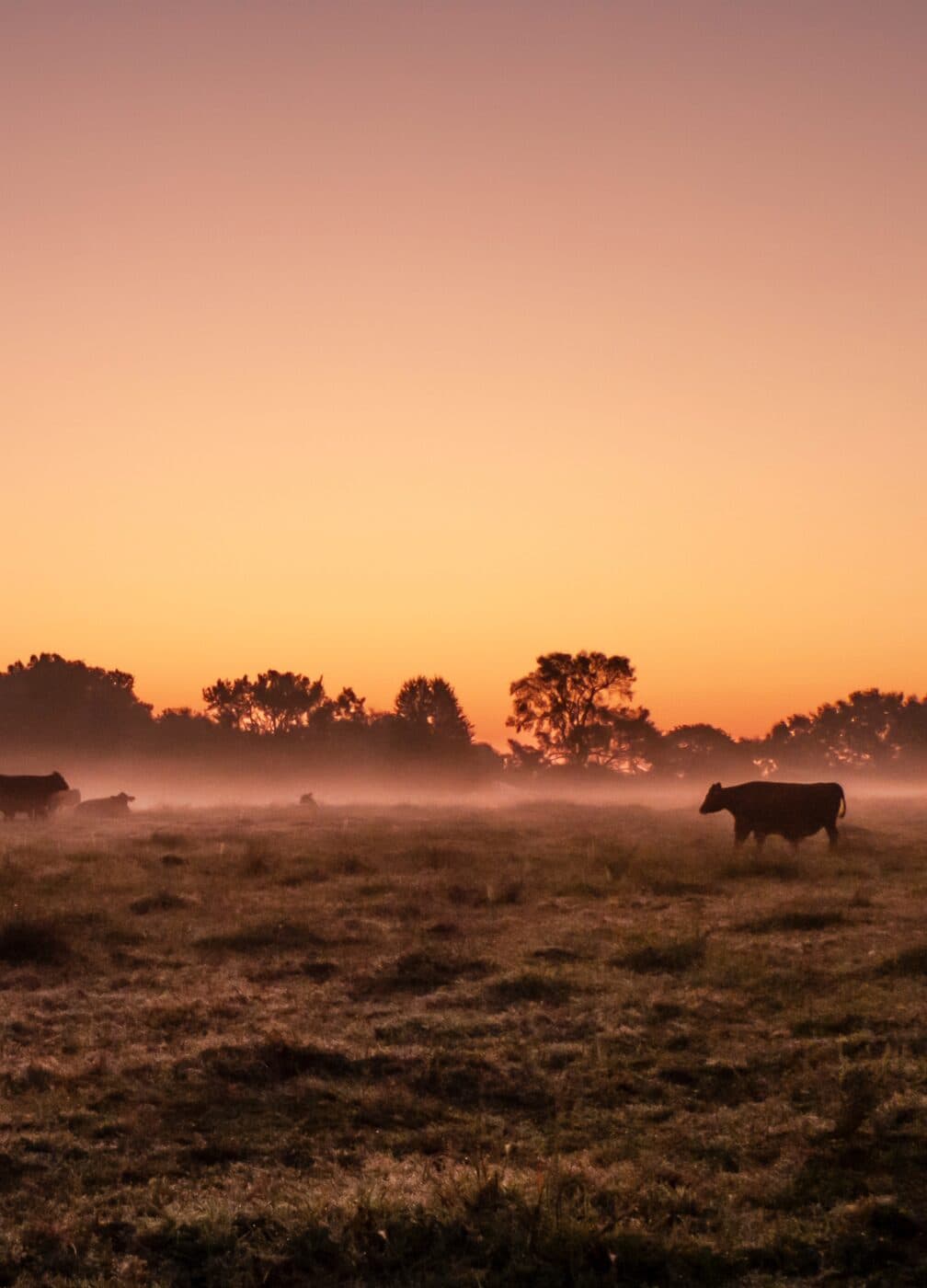 Evening on the pasture, at Swanson Family Farm