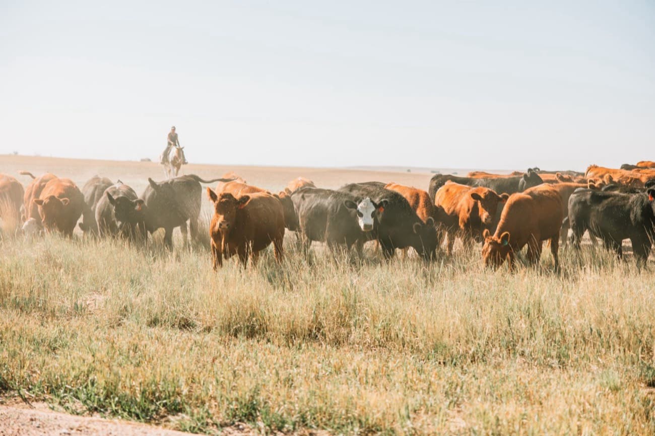 Moving the herd across the Wyoming prairie, at Wyoming Pure Natural Beef