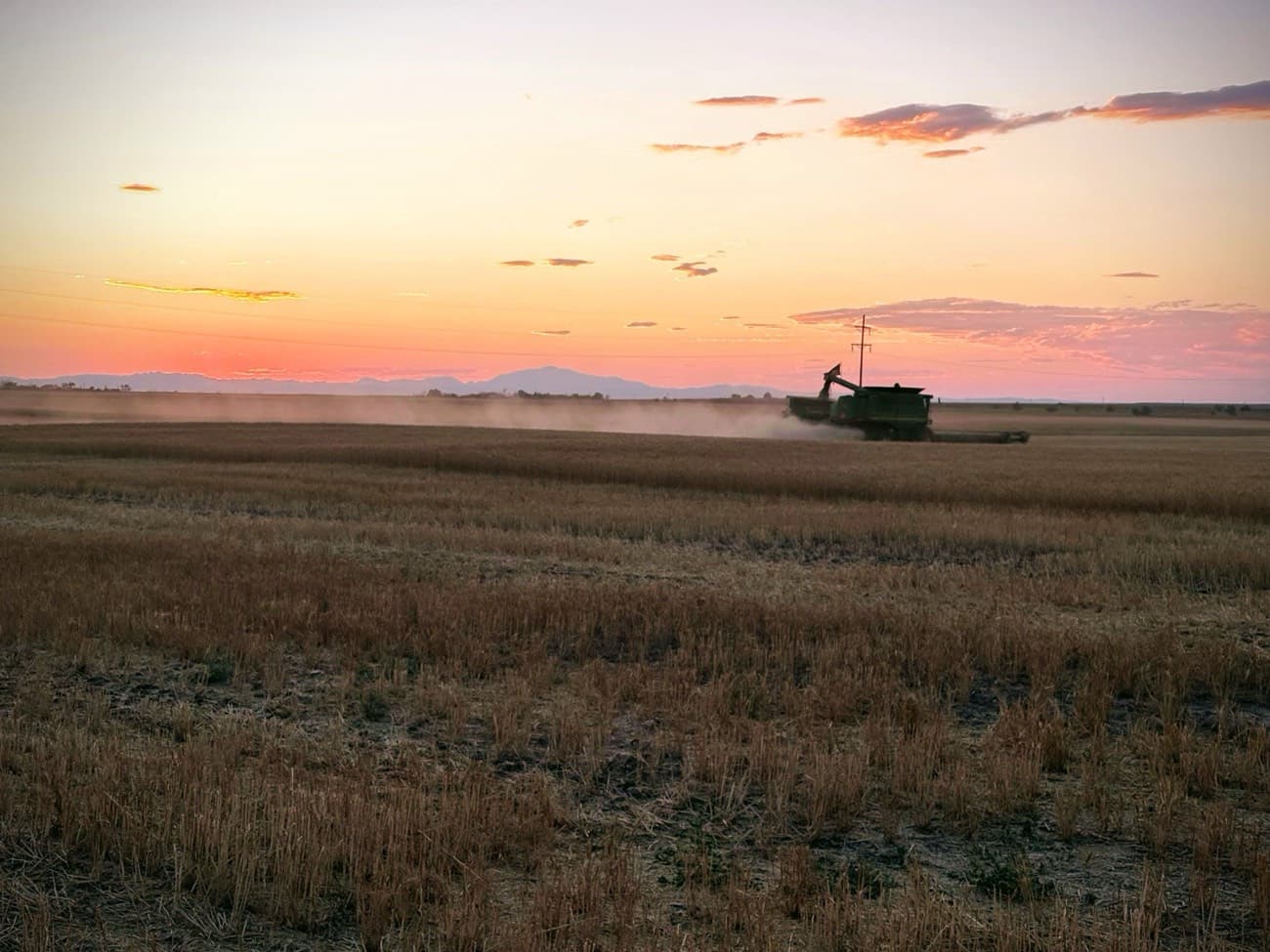 Cutting wheat at sunset on the family farm