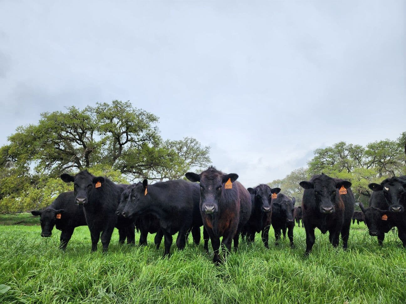 Cattle on pasture at 1915 Farm, at 1915 Farm
