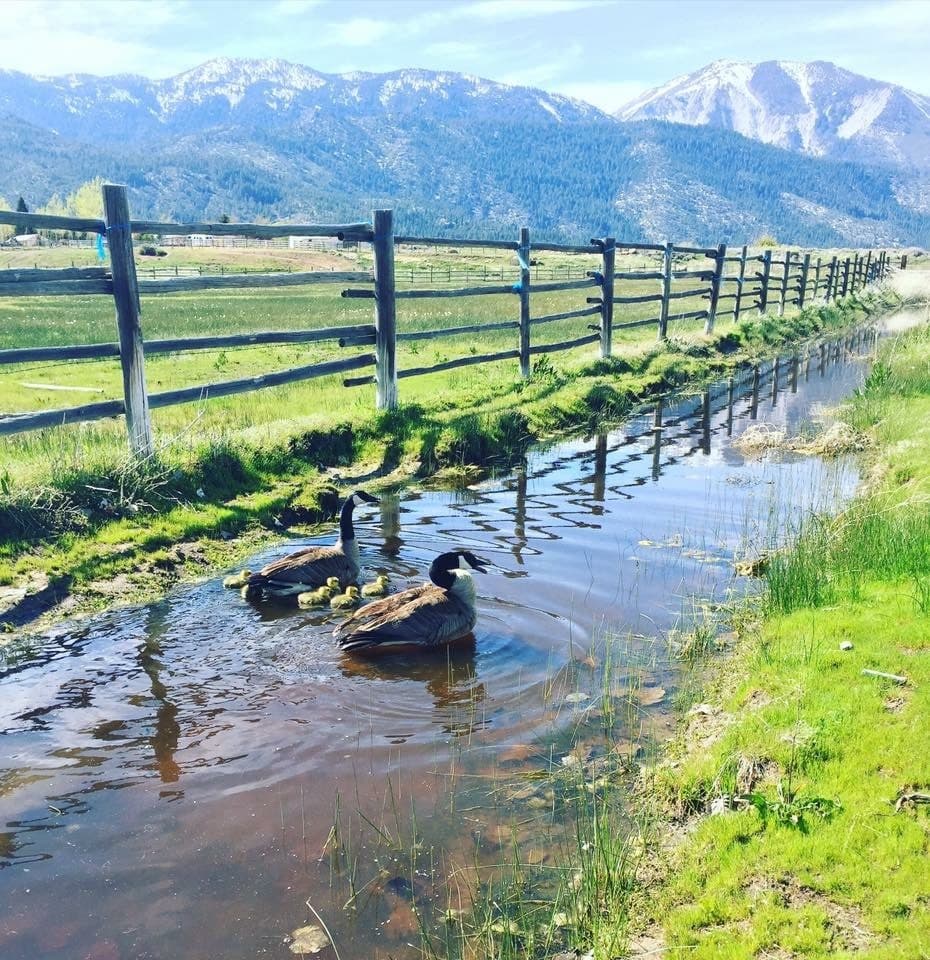Pasture and irrigation ditch below the Sierra