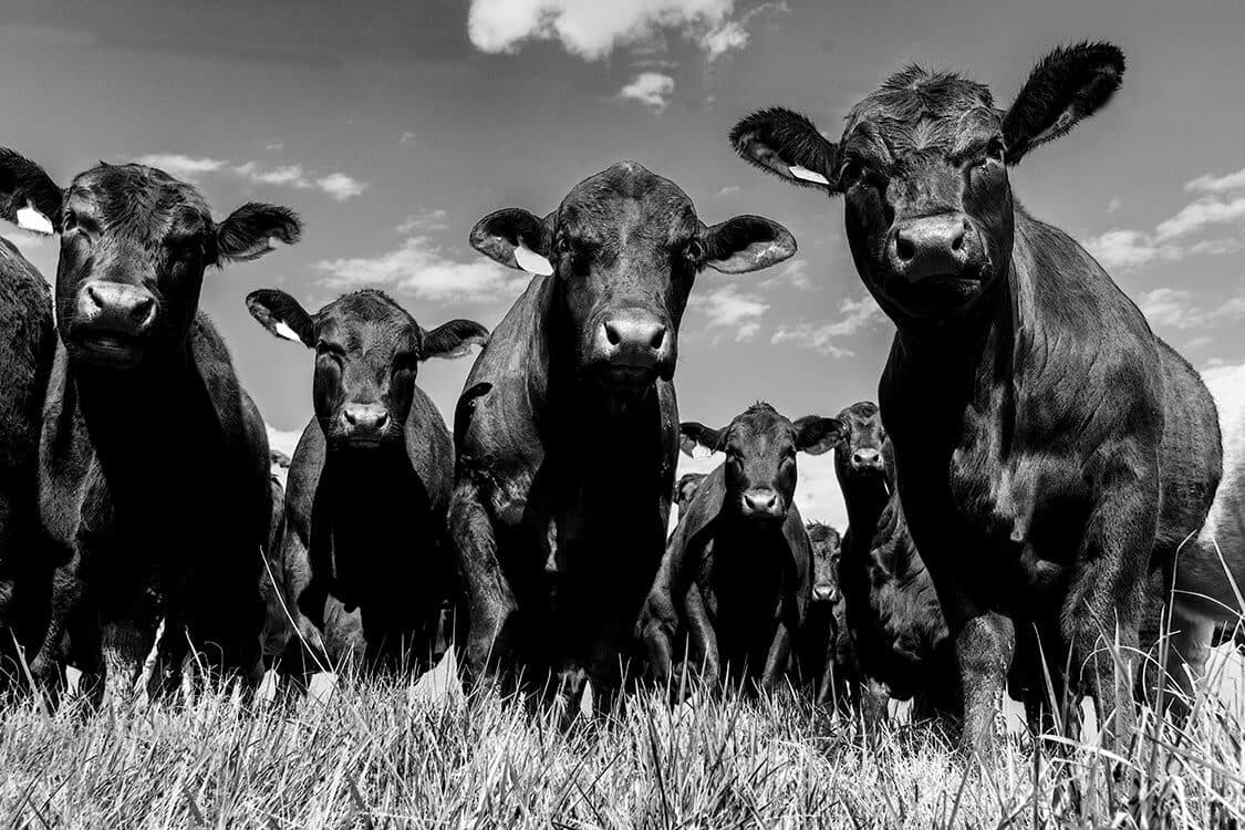 The Callison herd, at Callison Ranch