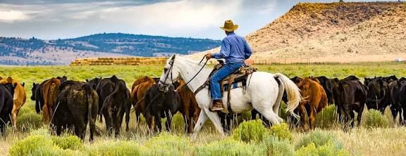 A rancher on a white horse moving cattle through sagebrush country