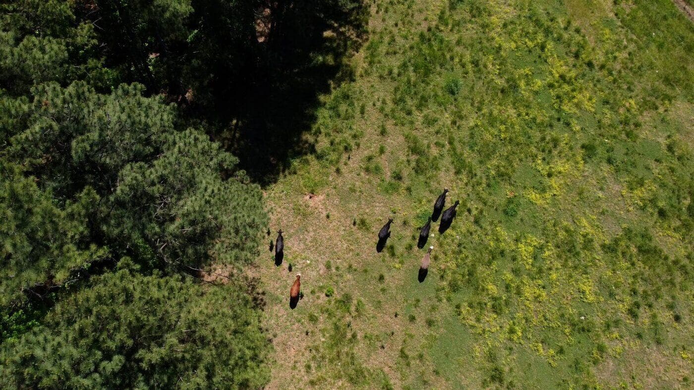Cattle rotated through pasture, at Thousand Hills Cattle Ranch