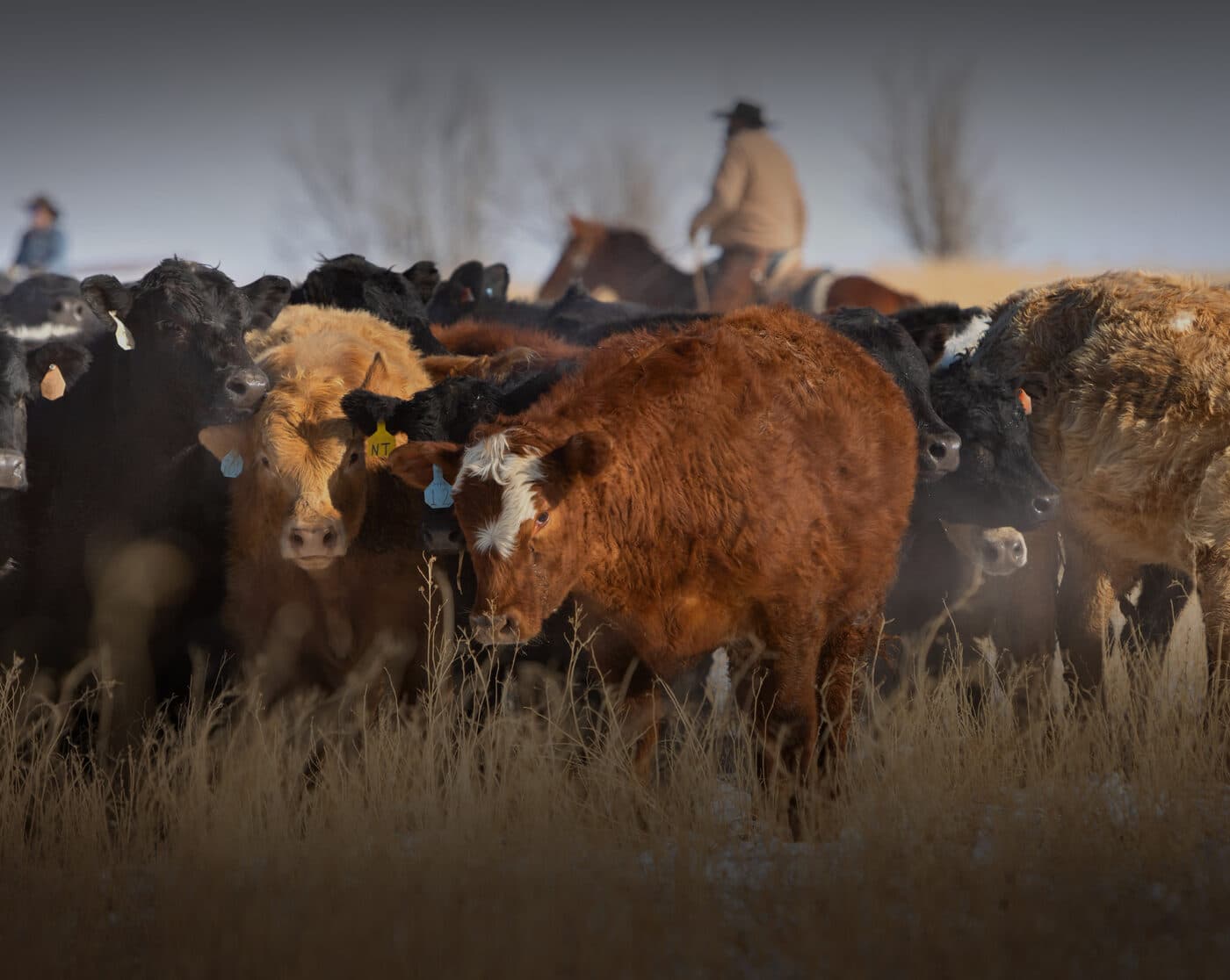 The herd on open range, at Wiley Ranch Beef